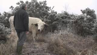 White Park Cattle