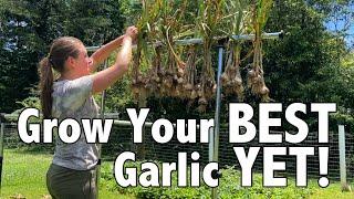 2024 Garden Garlic Harvest + 8 EASY Tips to Grow Your Own