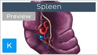 Anatomy of the Spleen preview - Human Anatomy  Kenhub