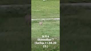 Do normal deer sound like that ?#monster #skinwalker #skinwalkers #fyp #scary #spooky