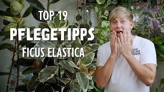 Die 19 BESTEN Pflegetipps für deinen Ficus elastica Gummibaum 