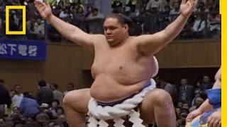 Sumo Wrestling 101  National Geographic