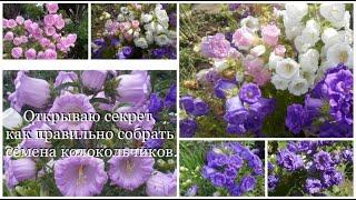 2021 - Открываю секрет как правильно собрать семена колокольчиков.  Garden and flowers.