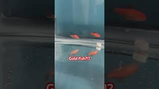 What kind of fish are these ? #pets