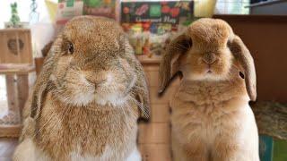 Rabbit Care Essentials Must-Have Supplies for Rabbits of All Ages