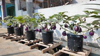 cara mudah menanam terong bulat ungu supaya berbuah lebat  how to plant round purple eggplant