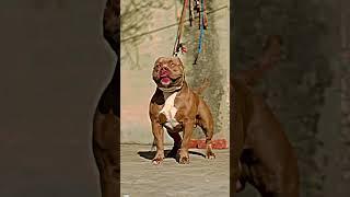 brown Pitbull most dangerous Pitbull  #attitude_whatsapp_status