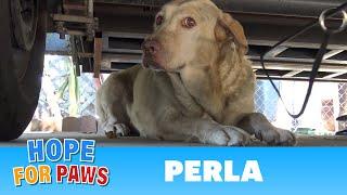 Yellow Labrador dumped after being used for breeding puppies.  Look how happy she is now #story