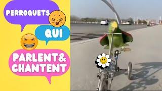 PERROQUETS DRÔLES QUI PARLENT ET CHANTENT EN VIDÉO