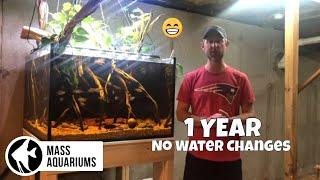 1 YEAR WITHOUT WATER CHANGES All Aquarium Update