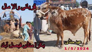 Cattel Mandi Faisalabad  Eid Mandi 2024  Today Update Mandi