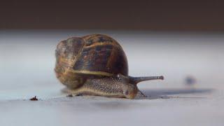 Snail comes out of his shell - 4K Royalty Free Stock Video Footage