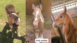 Cute Foals Compilation pt 5