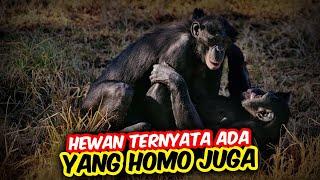 Bukan Cuma Manusia Hewan-hewan ini Ternyata Penyuka Sesama Jenis Juga