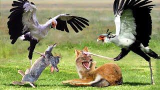 Incredible The Secretary Bird Uses His Spectacular Kicks To Defeat Rabbit And Jackal