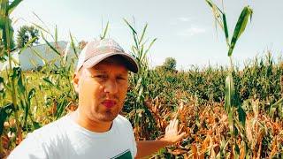 South Dakota Wind and Hail Storm Damage On Corn