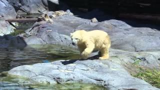 Polar Bear Pre-School - Sea World on the Gold Coast