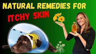 How to Heal Your Pet’s Itchy Skin Through Natural Remedies & Pet Gut Health - Holistic Vet Advice