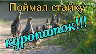 Поймал стайку куропаток в одну ловушку Супер ловушка на куропаток фазана Как поймать куропаток