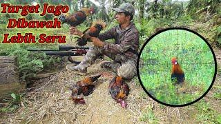 BERBURU AYAM HUTAN SAWIT Part 37  Target Jago dibawah