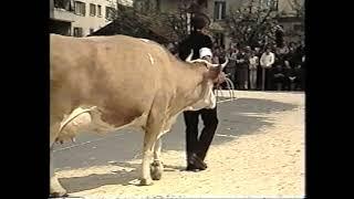 Schweizerische Ausstellung Original Simmentaler Fleckvieh Thun Schweiz 1984