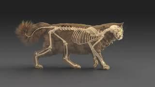 Cat walking - rigging and animating skeleton and muscles