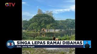 Heboh Singa Koleksi Solo Safari Zoo Lepas dari Kandang #BuletiniNewsSiang 1102