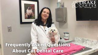 Frequently Asked Questions About Cat Dental Care