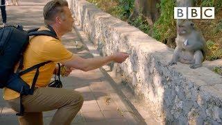 Why are these monkeys stealing from tourists?  Worlds Sneakiest Animals - BBC