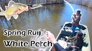 White Perch Run Fishing Spring Perch Run in Maryland Fishing Tips and Gear