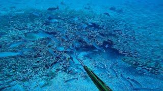 Checking black grouper caves 160 foot gulf of Mexico ￼