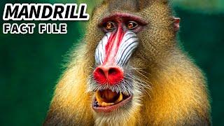 Mandrill Facts NOT a BABOON  Animal Fact Files