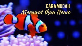 Ikan Nemo Asli Atau Si Ikan Badut