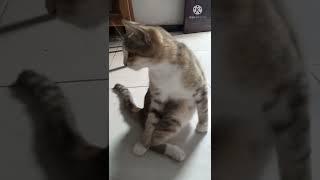 ekspresi kucing kaget bikin ngakak