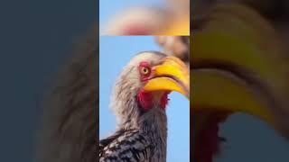 ஆச்சரியமான விலங்குகள்  Amazing Mongoose Hornbill  Tamil Info Share #shorts