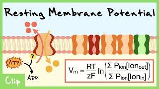 Goldman Equation And The Resting Membrane Potential Explained  Clip