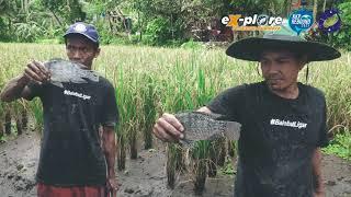 MINAPADI Panen Perdana Bantuan Budidaya Ikan Sistem Minapadi di Pokdakan Balebat Ligar Kab. Tasik