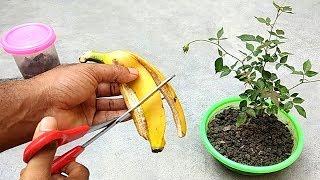 Easy and free fertilizer for any plants  Banana peel fertilizer