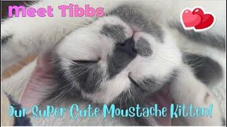 Meet Tibbs  Our Super Cute Moustache Kitten  Adorable Moustache Cat #moustachecat