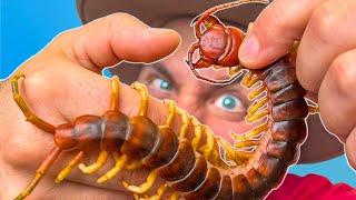 BITTEN by a Giant Asian Centipede