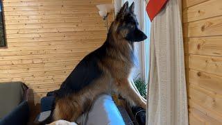 Playful German Shepherd Plans a Window Escape to Save His Toy