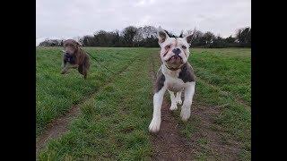 Herbert - 15 month old Old Tyme Bulldog - 3 Weeks Residential Dog Training