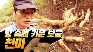 14년간 땅 속 에 보물을 키우는 두 부부의 이야기 #천마 #힘내라한국농업 2008