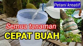 Luar biasa  dengan racikan ini seluruh jenis tanaman akan cepat berbuah #petanikreatif