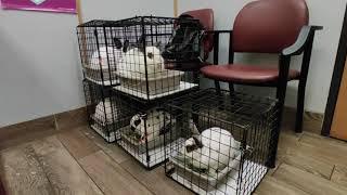 Bunnies thumping at the vet in travel carriers