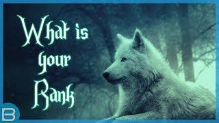 What Is Your Rank In A Wolf Pack?