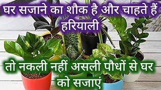 11 indoor plants that survive in houses Low light house plant kam roshni me chalne vale paudhe