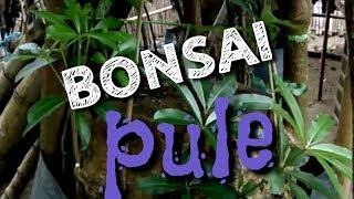 Bonsai pule