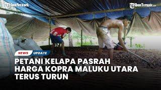 Harga Kopra Maluku Utara Terus Turun Petani Kelapa Pasrah Hanya Dihargai Rp 5 Ribu per Kilogram