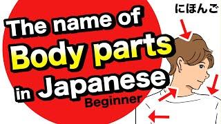 The name of Body parts in JapaneseHead Shoulder Wrist Elbow Leg Thigh Knee Ankle etc